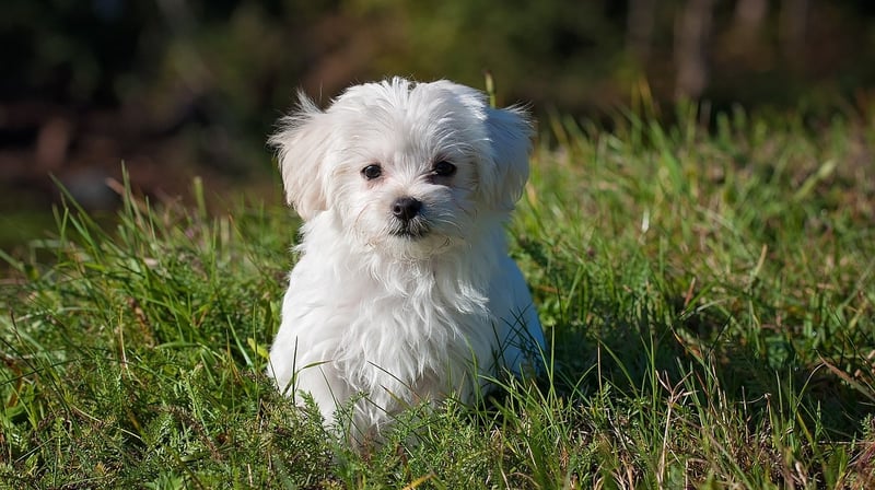 what breed of dog am i