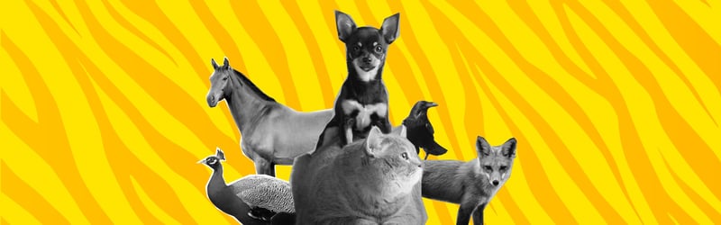 What Is My Spirit Animal Quiz?