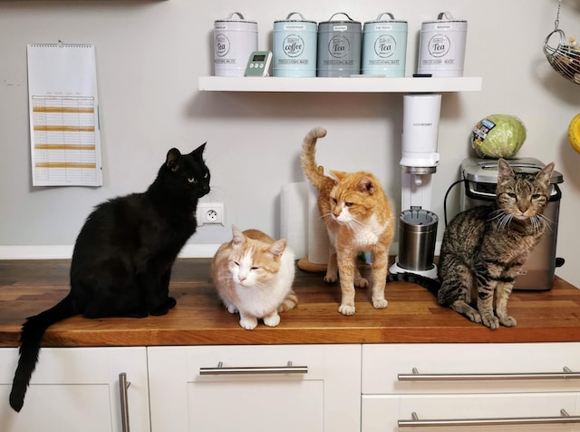 what is my cat's breed quiz