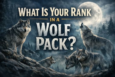 Feral Energy Check: What Is Your Rank in a Wolf Pack?