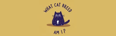 what is my cat breed